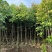 阴香原生苗1-5分，基地直销，一手货源，大量低价出售