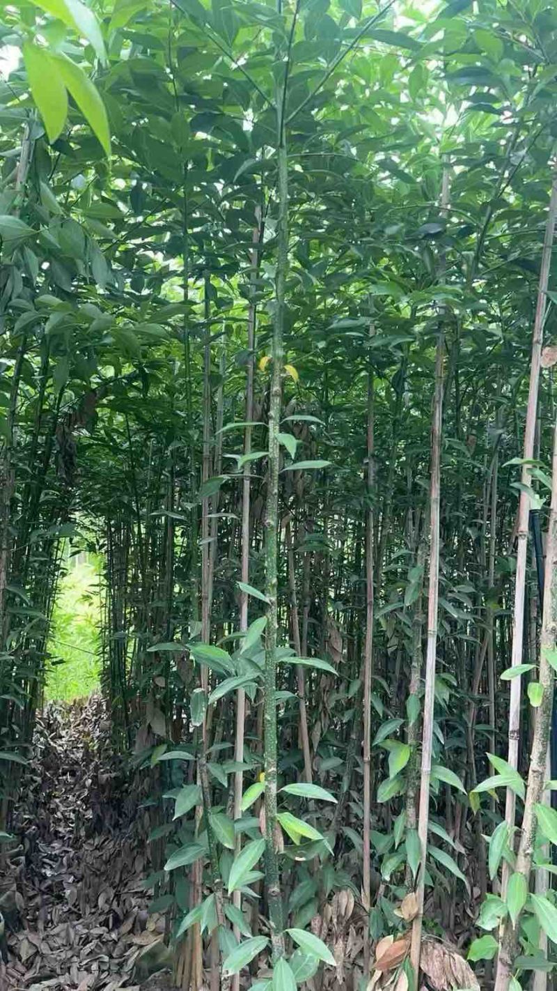 阴香原生苗1-5分，基地直销，一手货源，大量低价出售