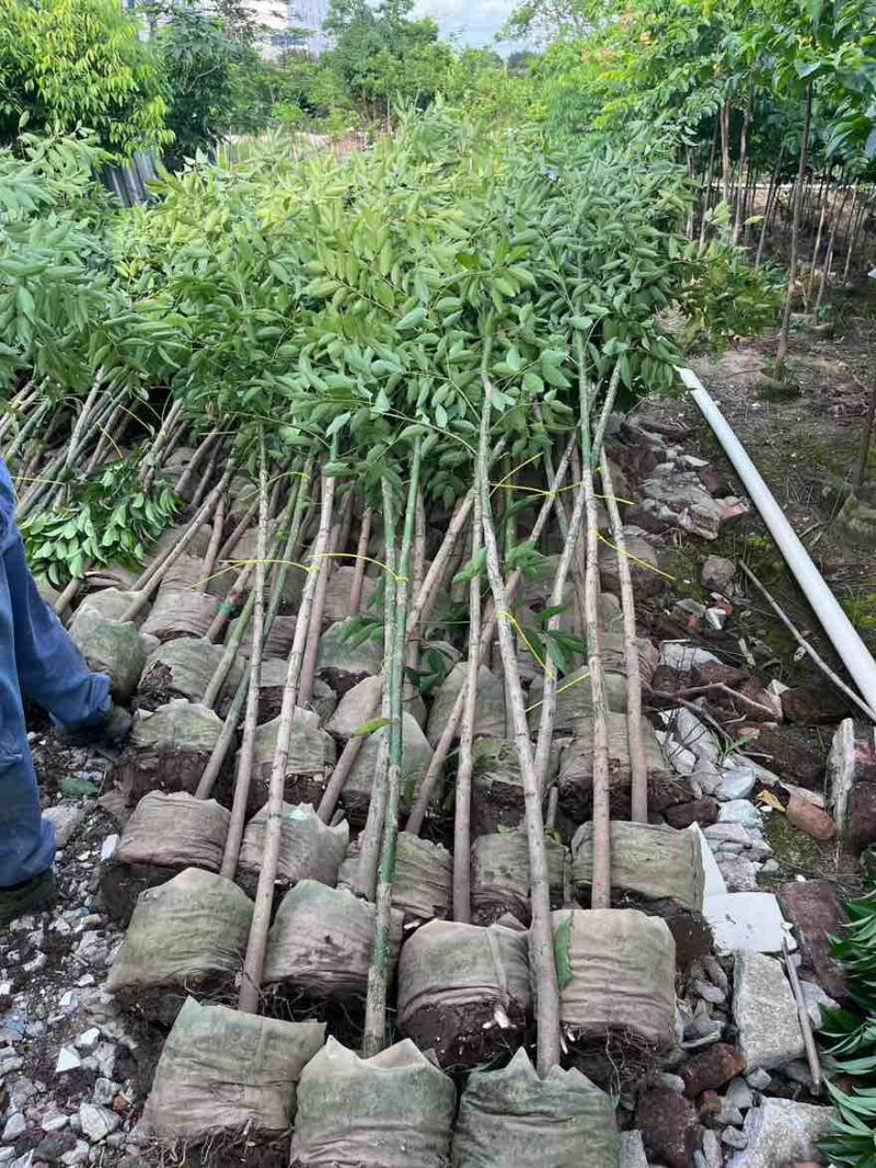 阴香原生苗1-5分，一手货源，基地直销，欢迎来电选购