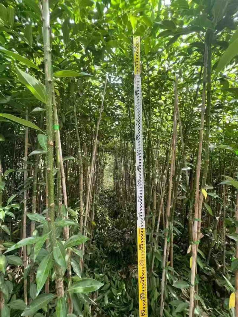 阴香原生苗1-5分，一手货源，基地直销，欢迎来电选购