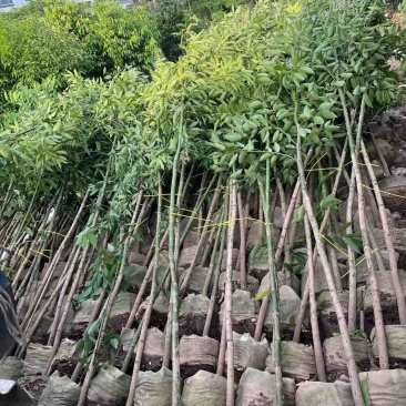 阴香原生苗1-5分，一手货源，基地直销，欢迎来电选购