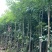 阴香原生苗1-5分，一手货源，基地直销，欢迎来电选购