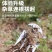 除草专用工具锄草耙子松土拔草神器铲子多功能起除草器连根挖野菜