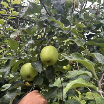 德州乐陵王木腿基地，十万斤华硕苹果开园，需要直接导航王木腿