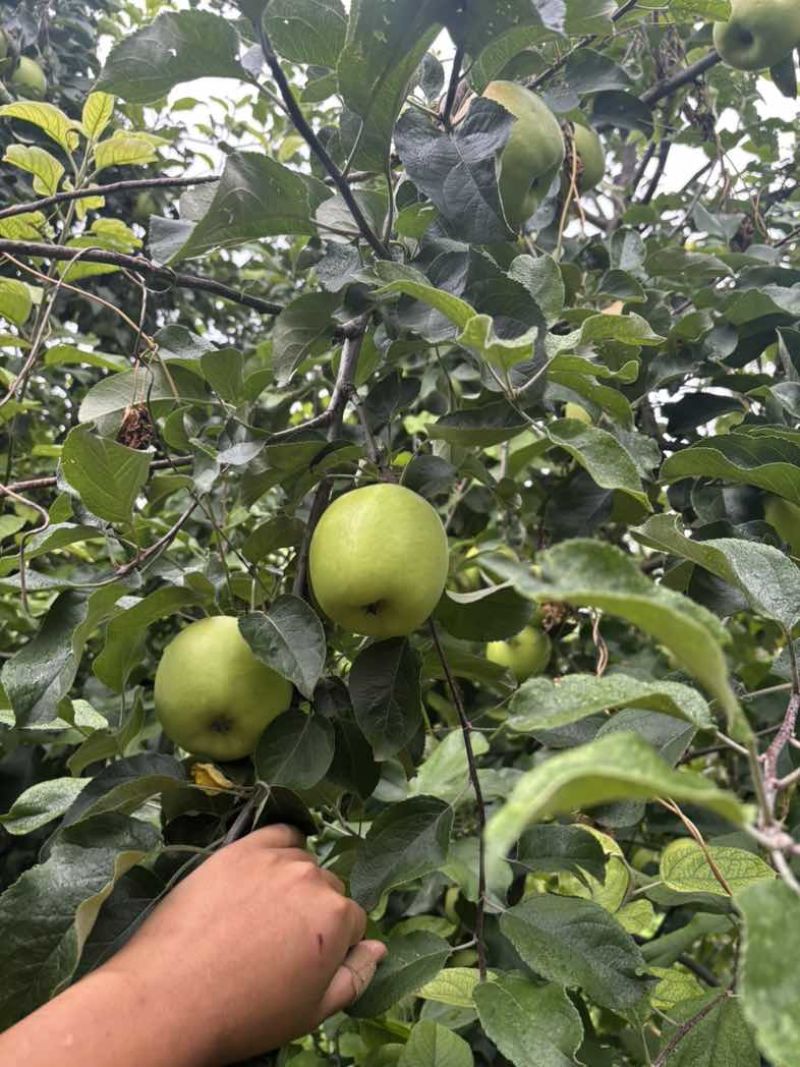德州乐陵王木腿基地，十万斤华硕苹果开园，需要直接导航王木腿