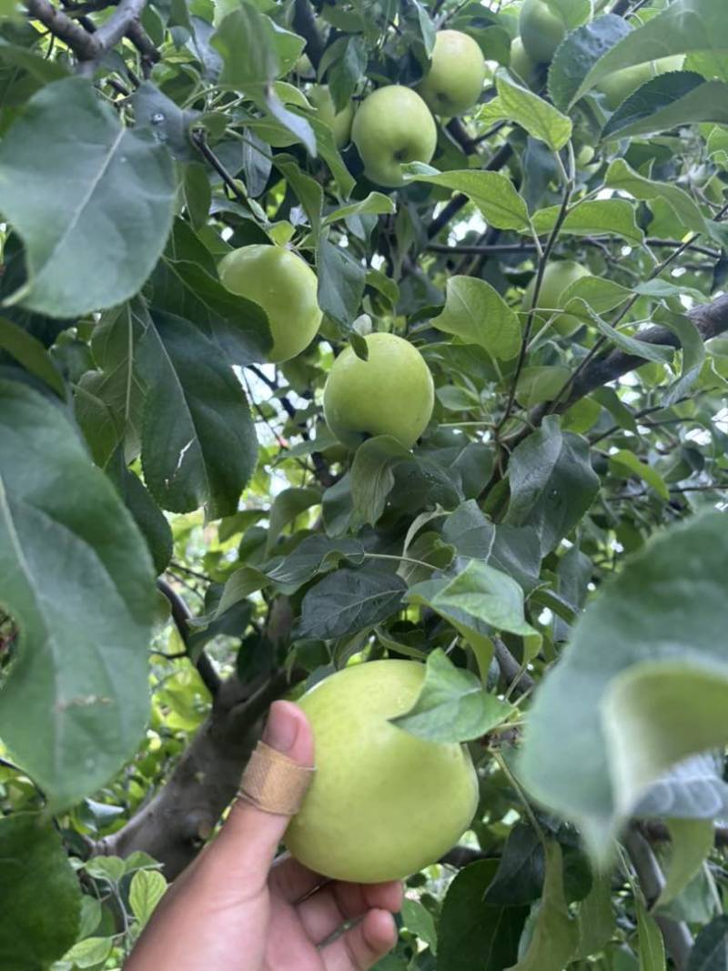 德州乐陵王木腿基地，十万斤华硕苹果开园，需要直接导航王木腿