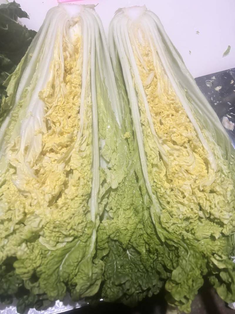 贵州高山青口白