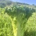 贵州高山青口白