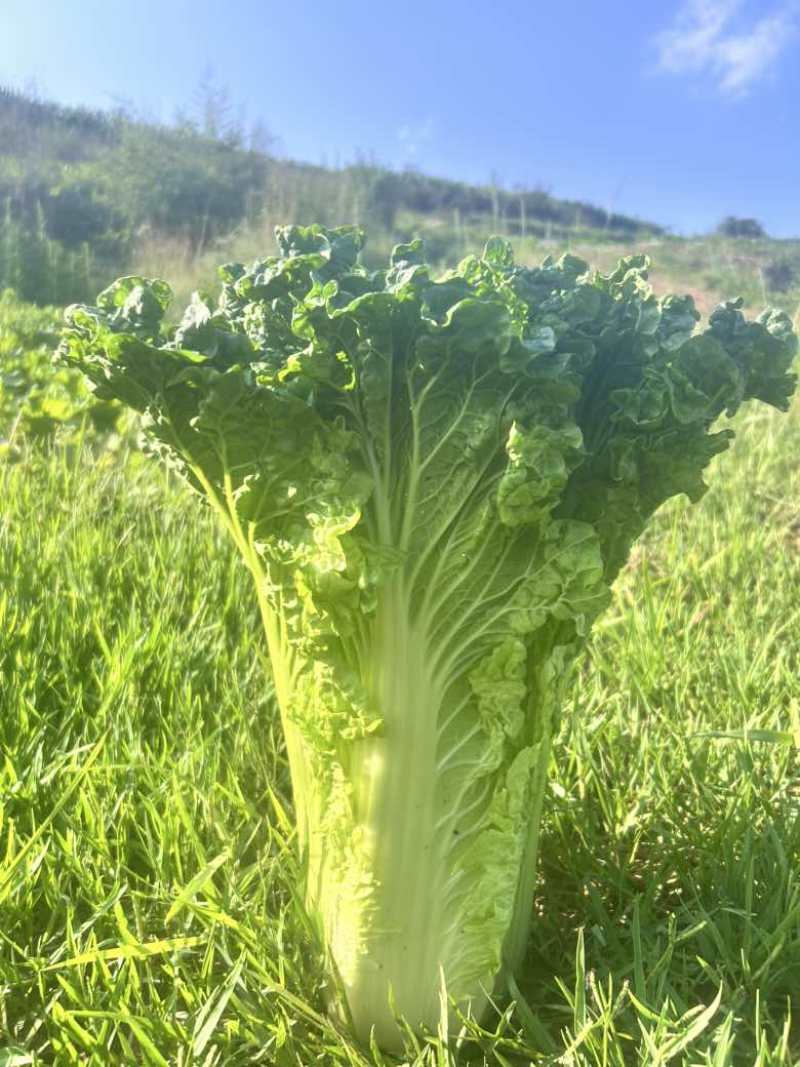 贵州高山青口白