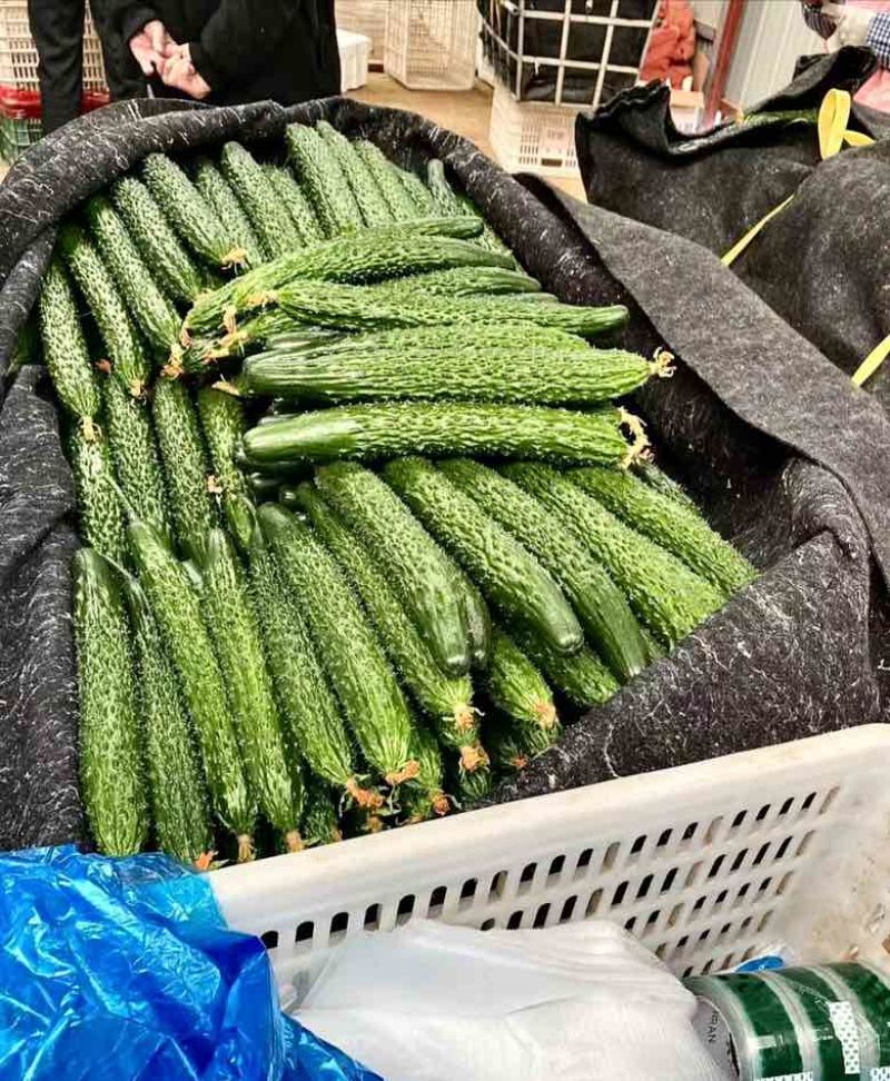 中国蔬菜**县新鲜黄瓜现摘现发脆甜爽口