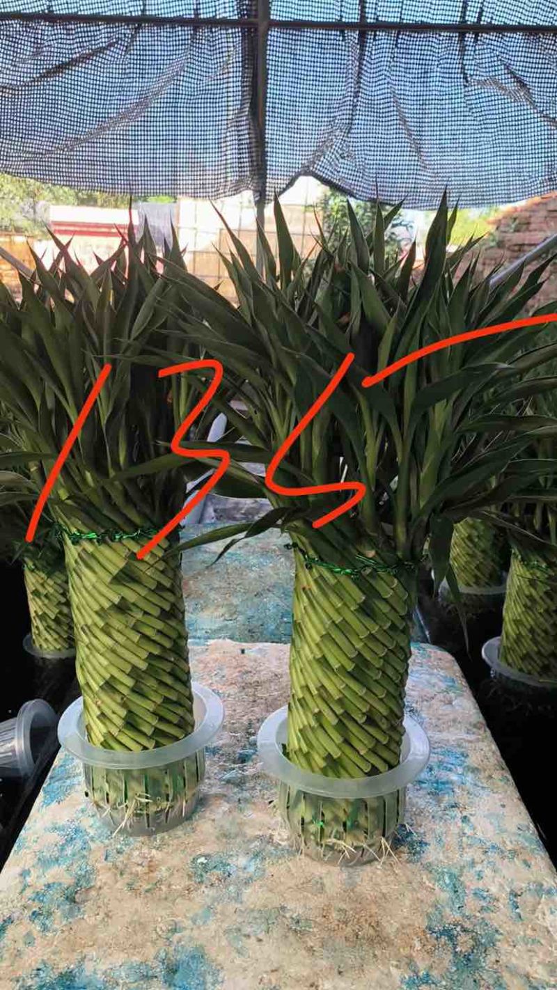 编织招财竹