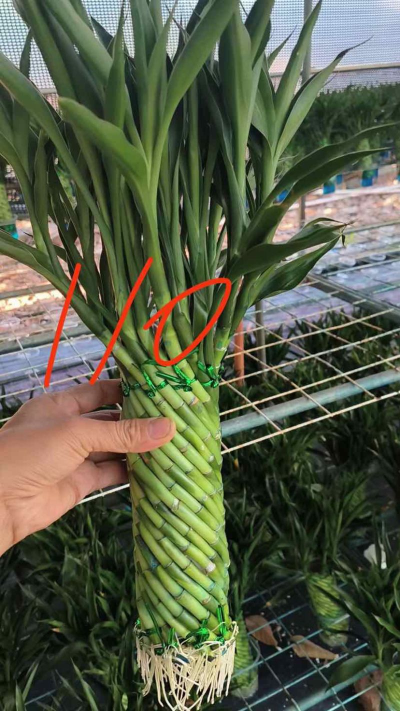编织招财竹