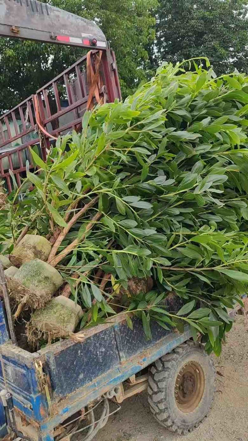 大叶相思30-300高，规格齐全，基地直销，一手货源
