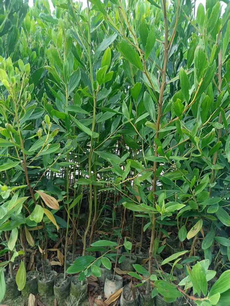 大叶相思30-300高，规格齐全，基地直销，一手货源