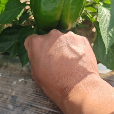 青椒大量有货