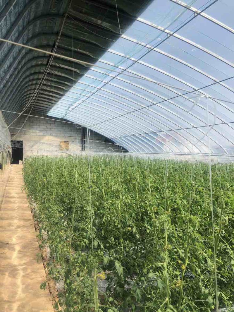 温室大棚出租水电齐全价格可议***********