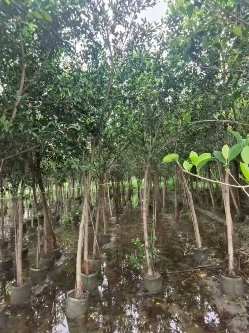 小叶榕3一5公分，规格齐全，基地直销