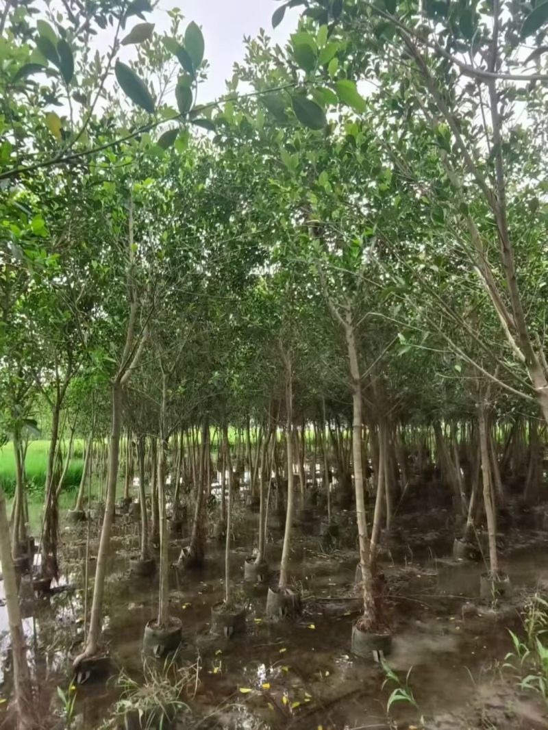 小叶榕3一5公分，规格齐全，基地直销
