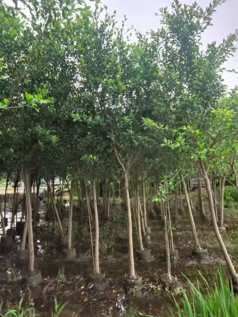 小叶榕3一5公分，规格齐全，基地直销
