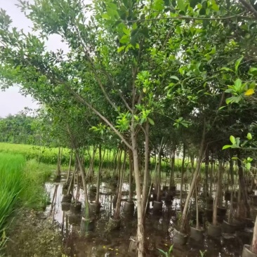 小叶榕3一5公分，规格齐全，基地直销