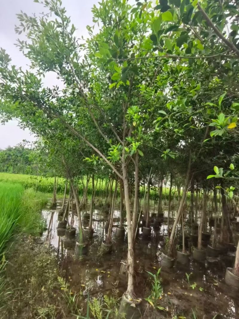 小叶榕3一5公分，规格齐全，基地直销