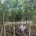 小叶榕3一5公分，规格齐全，基地直销