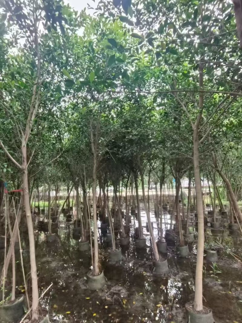 小叶榕3一5公分，规格齐全，基地直销