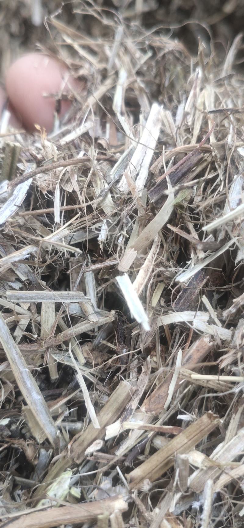 出售花生秧除膜小草黄白少黑无土无膜无霉变过风选
