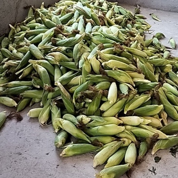 高山种植糯玉米