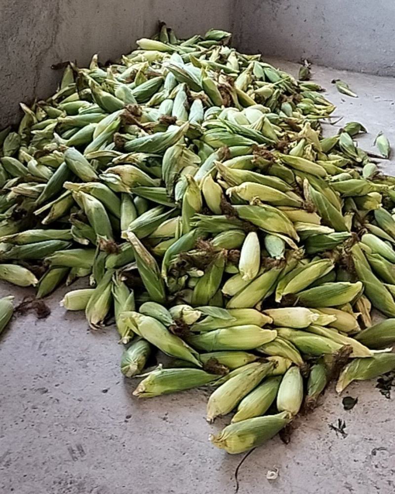 高山种植糯玉米