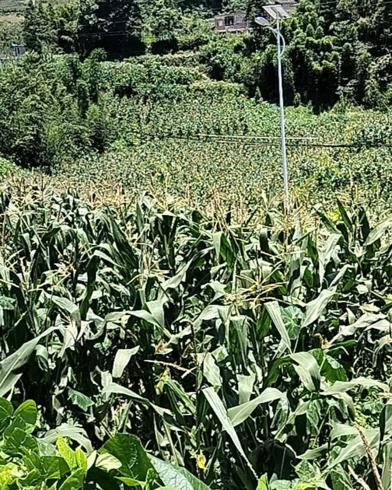 高山种植糯玉米
