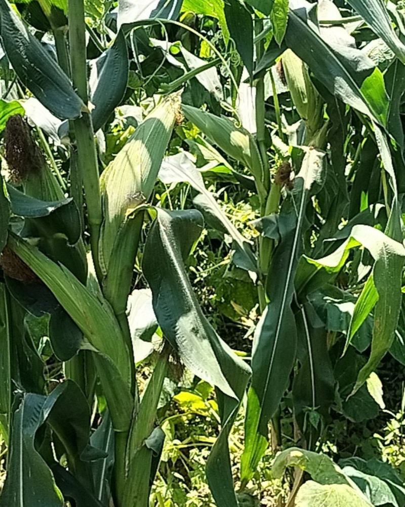 高山种植糯玉米