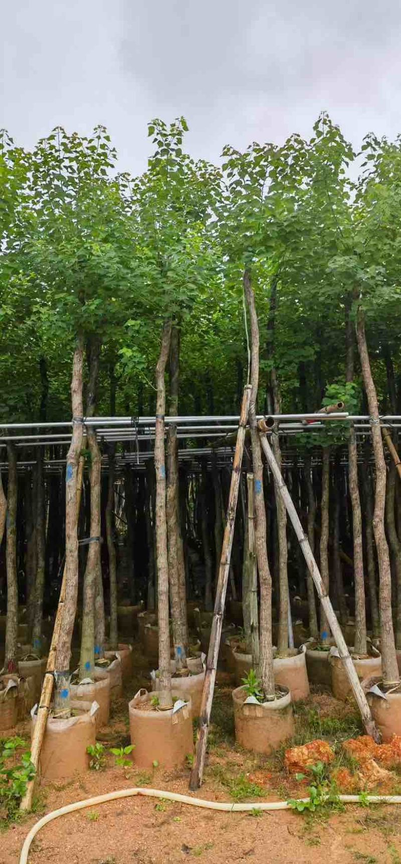 乌桕5-18分，基地直销，一手货源，无中间商赚差价