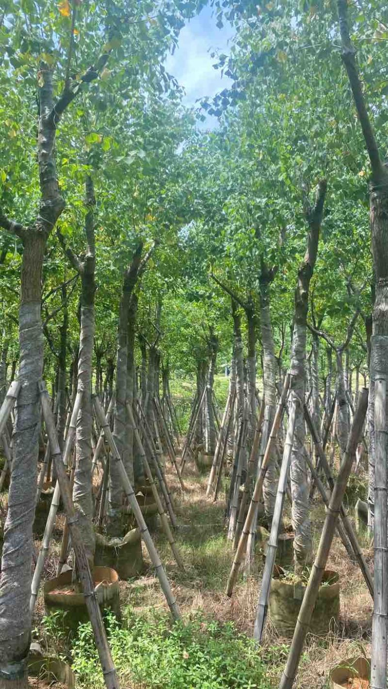 乌桕5-18分，基地直销，一手货源，无中间商赚差价
