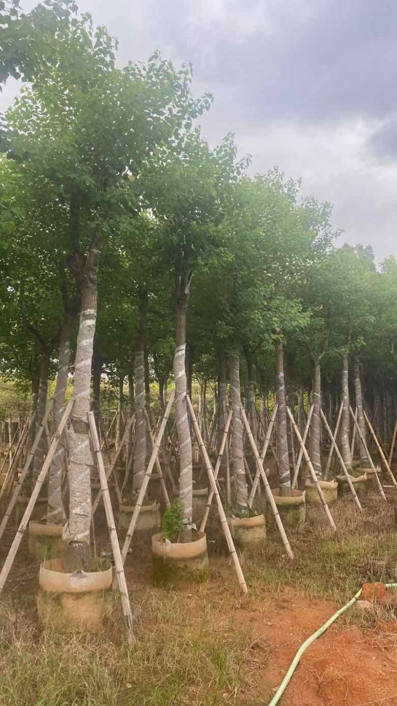 乌桕5-18分，基地直销，一手货源，无中间商赚差价