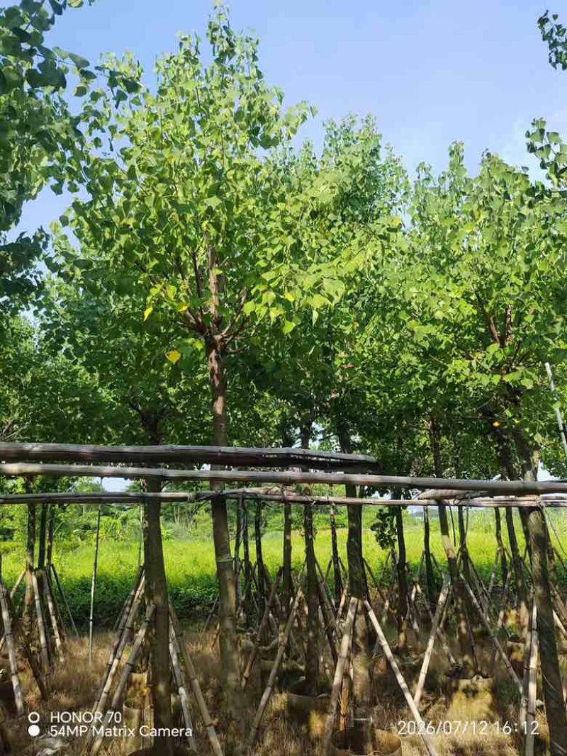 乌桕5-18分，基地直销，一手货源，无中间商赚差价