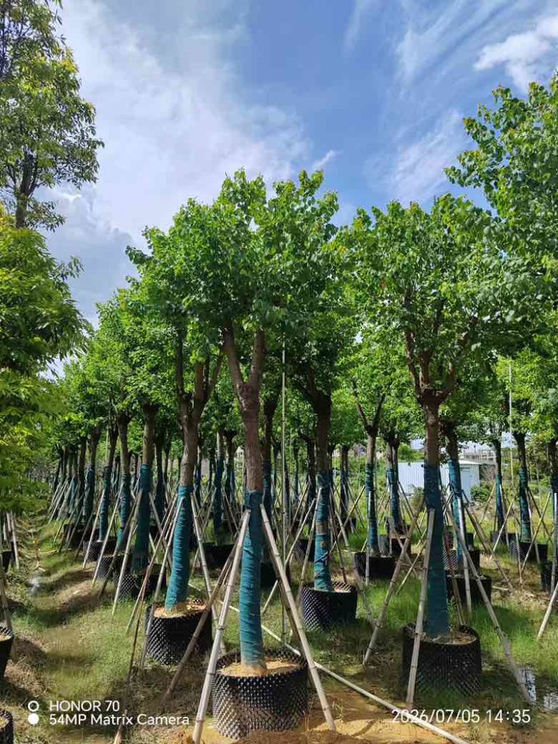 乌桕5-18分，基地直销，一手货源，无中间商赚差价