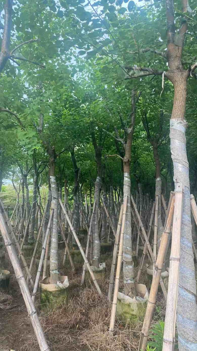 乌桕5-18分，基地直销，一手货源，无中间商赚差价