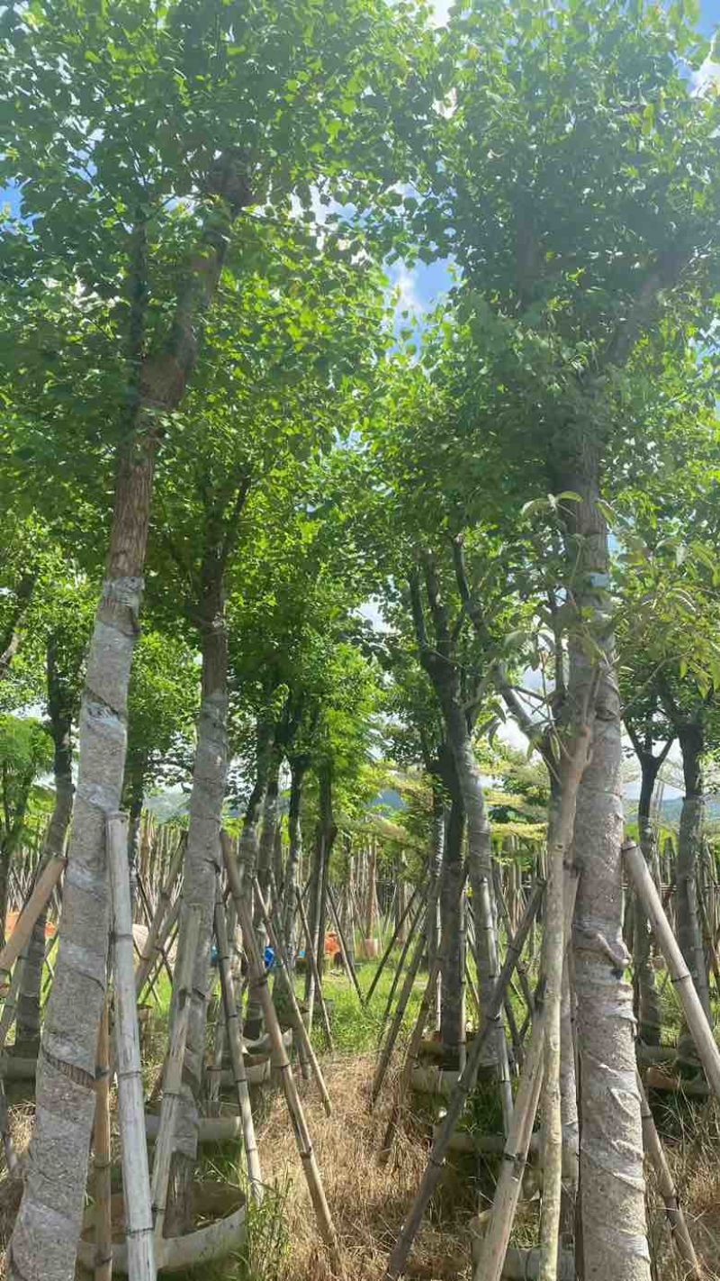 乌桕5-18分，基地直销，一手货源，无中间商赚差价