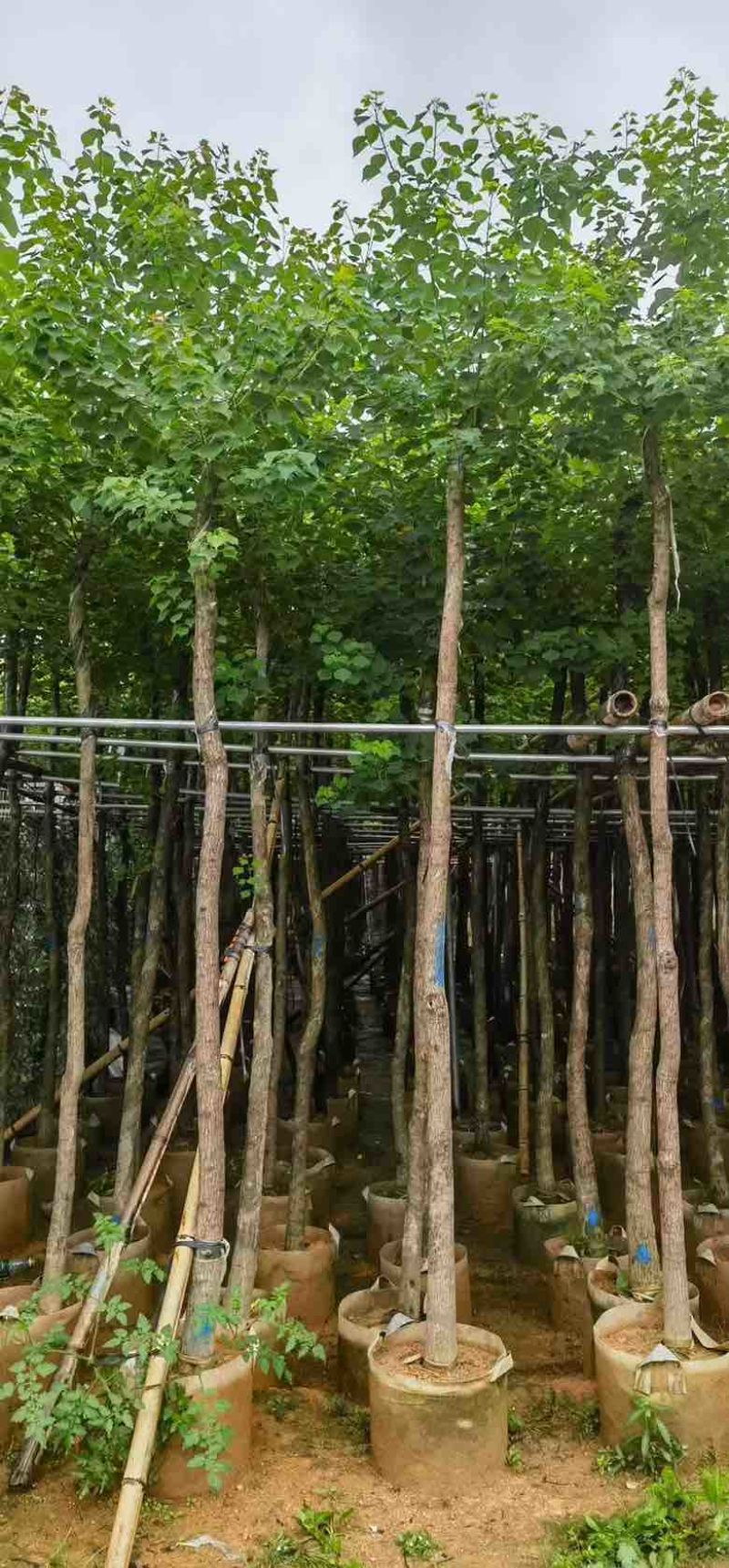 乌桕5-15分，一手货源，基地直销，规格齐全，大量低价出售