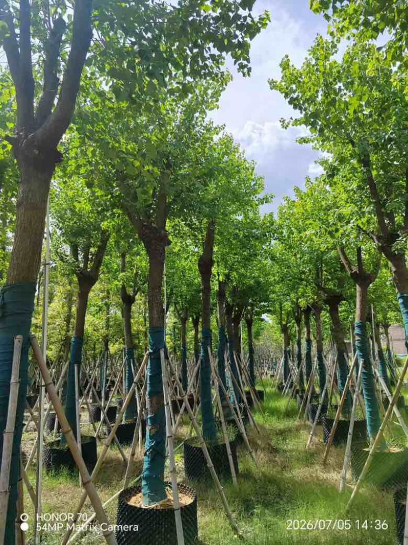 乌桕5-15分，一手货源，基地直销，规格齐全，大量低价出售