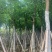 乌桕5-15分，一手货源，基地直销，规格齐全，大量低价出售