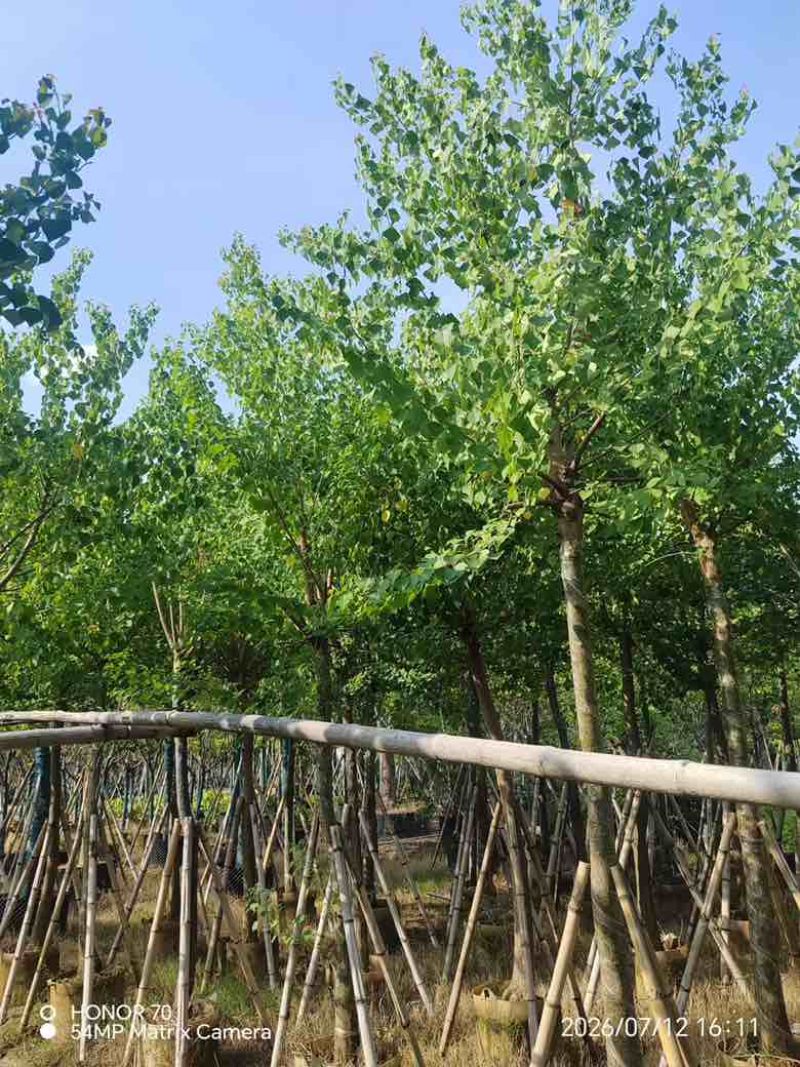 乌桕5-18分，规格齐全，基地直销，一手货源，欢迎来电选购