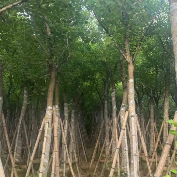 乌桕5-18分，规格齐全，基地直销，一手货源，欢迎来电选购