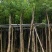 乌桕5-18分，规格齐全，基地直销，一手货源，欢迎来电选购
