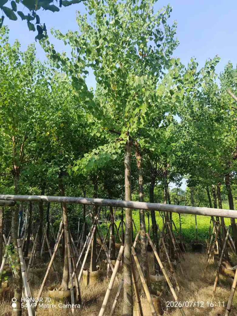 乌桕5-18分，规格齐全，基地直销，一手货源，欢迎来电选购