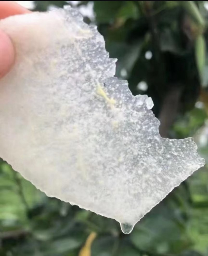 【电商一件代发】正宗砀山青皮密梨皇冠梨黄梨翠玉梨酥脆一号