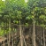 白玉兰骨架3-18分，基地直销，一手货源，无中间商赚差价