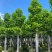 白玉兰骨架3-18分，基地直销，一手货源，无中间商赚差价