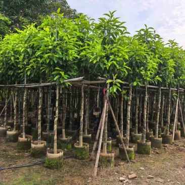 白玉兰骨架3-18分，基地直销，一手货源，无中间商赚差价